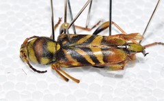 Xylotrechus chinensis