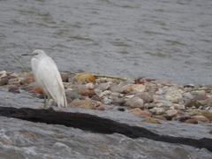 Egretta caerulea