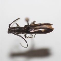 Neocompsa exclamationis