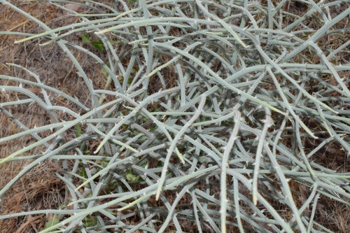 Chondrilla ramosissima