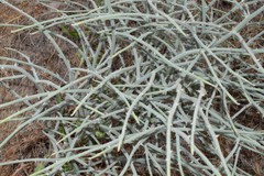 Chondrilla ramosissima