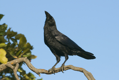 Corvus palmarum