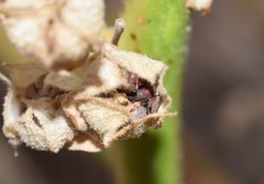 Oxycarenus hyalinipennis