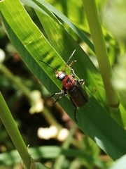 Cantharis rustica