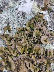 Lasallia caroliniana