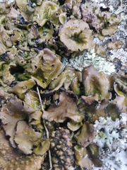 Lasallia caroliniana