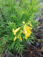 Tecoma stans angustata