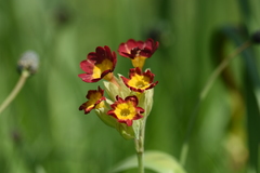Primula veris