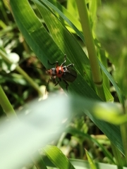 Cantharis rustica