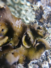 Lasallia caroliniana