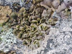 Lasallia caroliniana