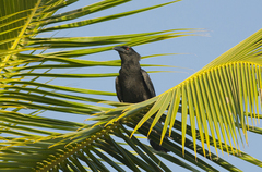 Corvus leucognaphalus