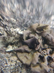 Lasallia caroliniana