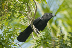 Corvus leucognaphalus
