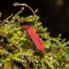 Dictyoptera simplicipes