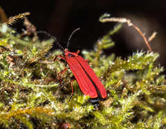 Dictyoptera simplicipes