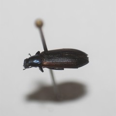 Strongylium championi