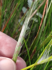 Puccinia obscura