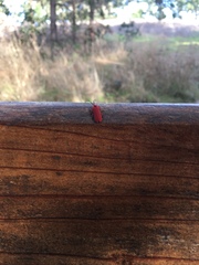 Dictyoptera simplicipes