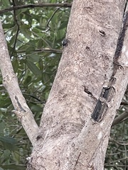 Aratus pisonii