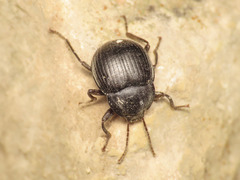Accanthopus velikensis