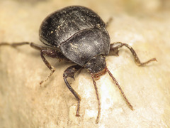 Accanthopus velikensis