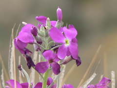 Matthiola incana