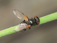 Ulidia apicalis