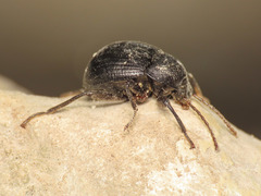 Accanthopus velikensis