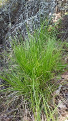 Carex trisperma