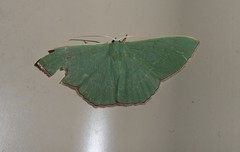 Prasinocyma semicrocea