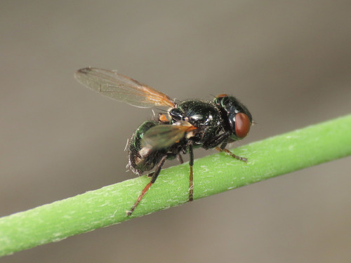 Ulidia apicalis