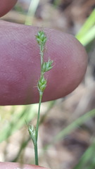 Carex trisperma