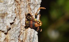 Xylotrechus chinensis