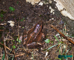 Rana macrocnemis