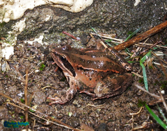 Rana macrocnemis