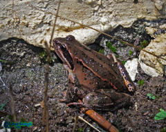 Rana macrocnemis
