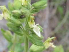 Teucrium flavum
