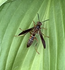Polistes fuscatus