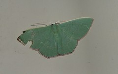 Prasinocyma semicrocea