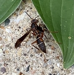 Polistes fuscatus