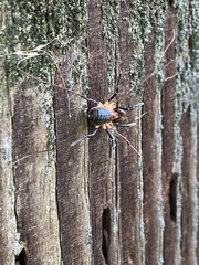 Protolophus tuberculatus