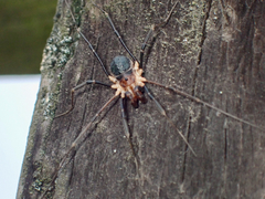 Protolophus tuberculatus