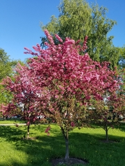 Prunus persica