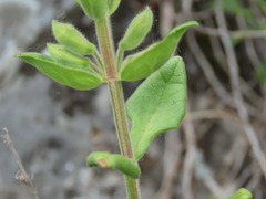Teucrium flavum