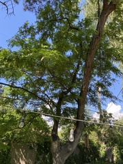 Gleditsia triacanthos