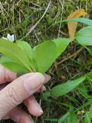 Lysimachia europaea