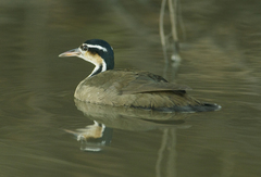 Heliornis fulica
