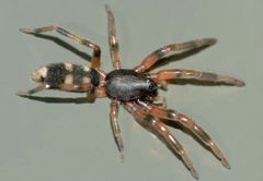 Lampona cylindrata