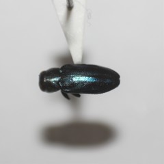 Chrysobothris purpureovittata